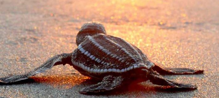 Eco-Friendly Excursion of Mexico and the Caribbean